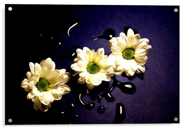 Chrysanthemum Acrylic by Doug McRae