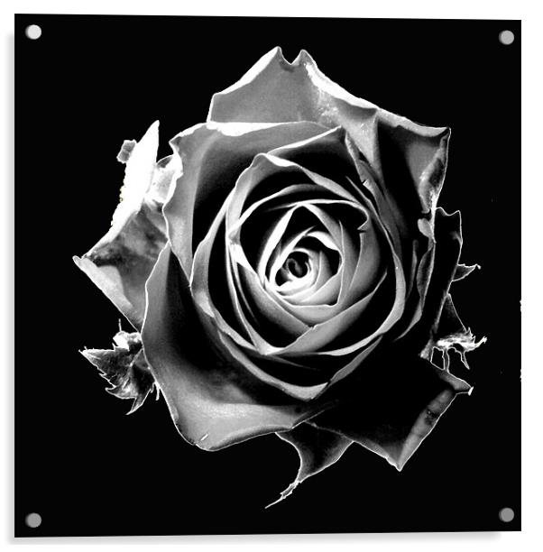 Black rose Acrylic by Doug McRae