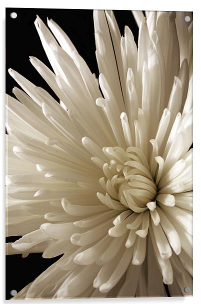 Spider Chrysanthemum Acrylic by Doug McRae