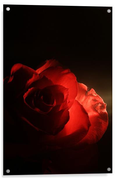 Soft Red Rose Acrylic by Doug McRae