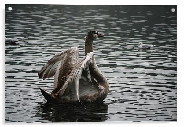 Cygnet Acrylic by Doug McRae