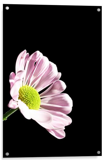 Pink Chrysanthemum Acrylic by Doug McRae