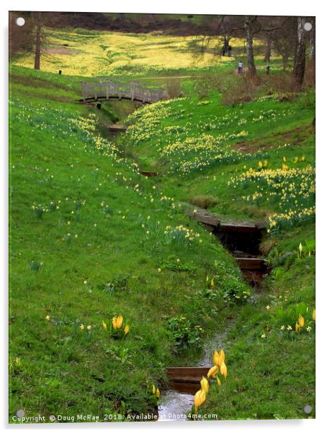 daffodil valley  Acrylic by Doug McRae