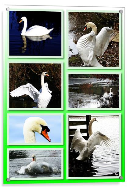 Collage of swans Acrylic by Doug McRae