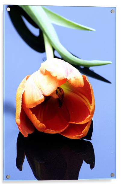 Orange tulip Acrylic by Doug McRae