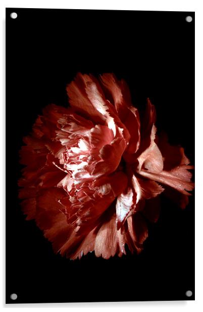 Carnation Acrylic by Doug McRae