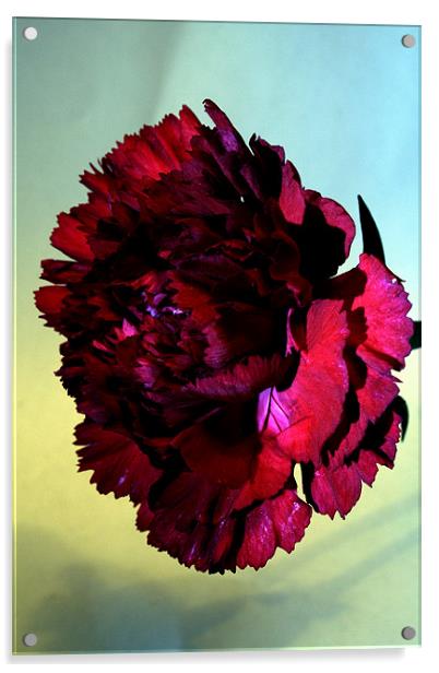 Red carnation Acrylic by Doug McRae