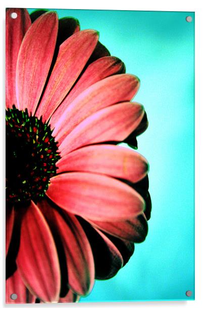 Gerbera half Acrylic by Doug McRae