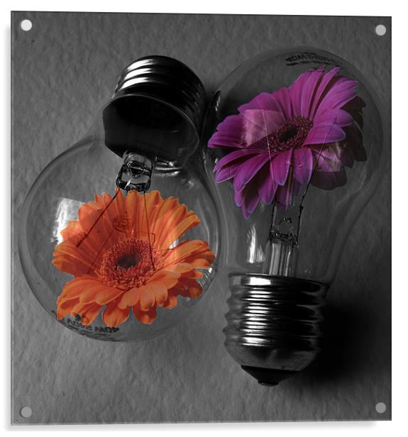 Flower bulbs Acrylic by Doug McRae