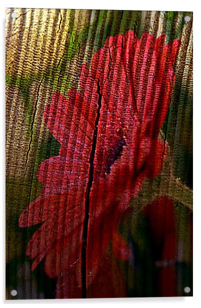 wooden Gerbera Acrylic by Doug McRae