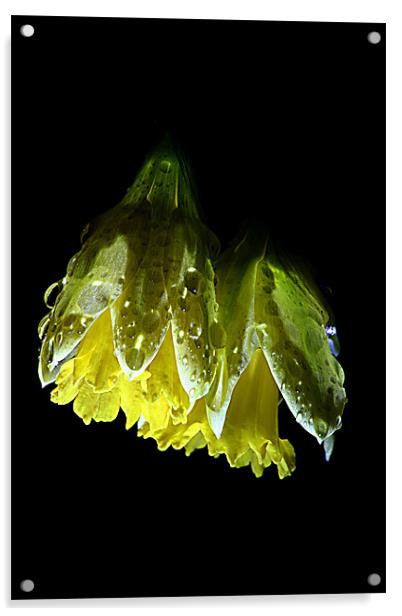 Night Daffodil Acrylic by Doug McRae