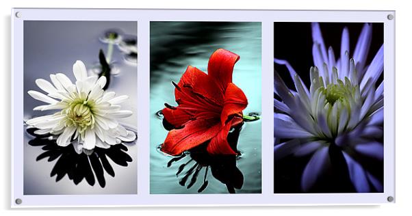 Triptych of flowers Acrylic by Doug McRae