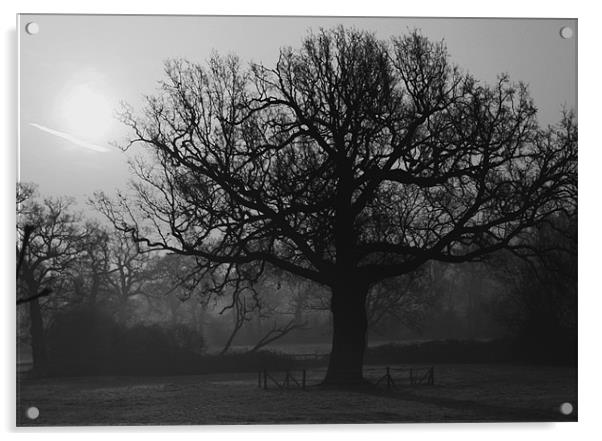 Old oak Acrylic by Doug McRae