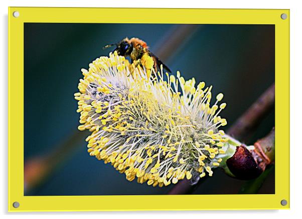 Willow flower Acrylic by Doug McRae