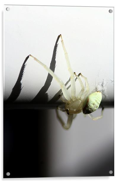 White crab spider Acrylic by Doug McRae