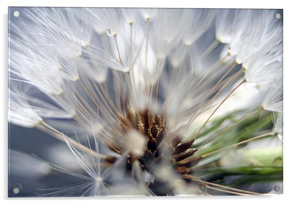 Dandelion seed head 2 Acrylic by Doug McRae
