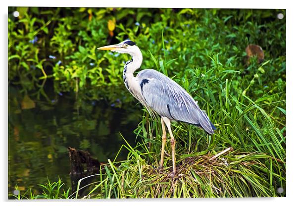 Grey heron Acrylic by Doug McRae