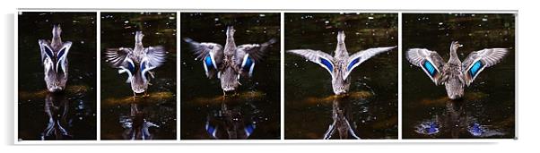 Blue-winged Teal diptych Acrylic by Doug McRae