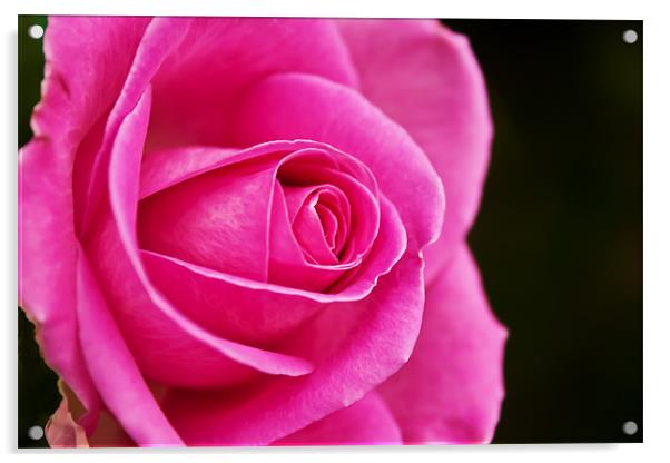 Rose (rosa) Acrylic by Doug McRae
