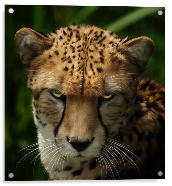 Cheetah ~ Acinonyx Jubatus Acrylic by Sandi-Cockayne ADPS