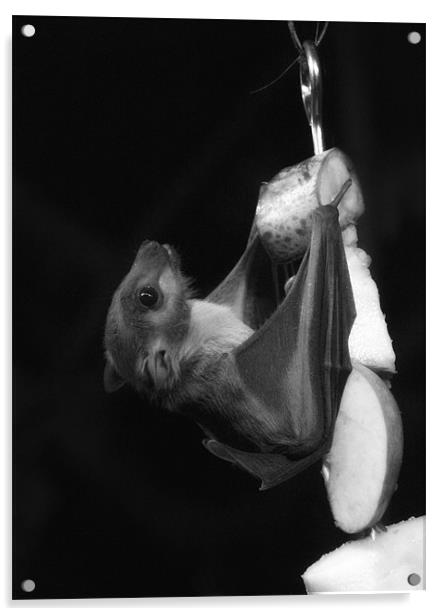 Egyptian Fruit Bat (Monochrome) Acrylic by Sandi-Cockayne ADPS