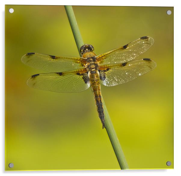 Four Spotted Chaser Acrylic by Sandi-Cockayne ADPS