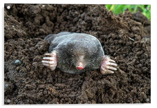I Am A Mole, And I Live In A Hole! Acrylic by Sandi-Cockayne ADPS