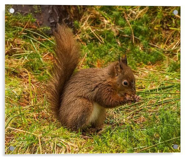 Red Squirrel - Sciurus vulgaris Acrylic by Sandi-Cockayne ADPS