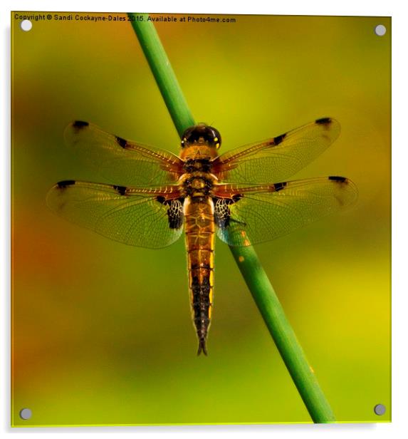 Four Spotted Chaser Dragonfly Acrylic by Sandi-Cockayne ADPS