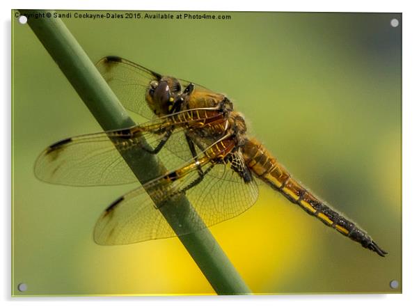  Four Spotted Chaser Acrylic by Sandi-Cockayne ADPS