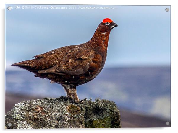 Red Grouse Acrylic by Sandi-Cockayne ADPS
