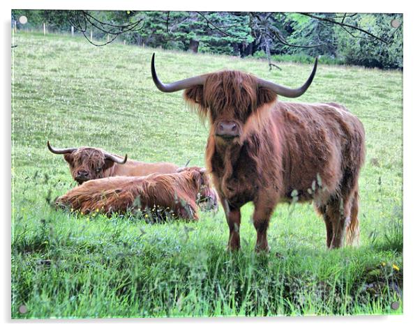 Longhorned Scottish Highland Cows Acrylic by Sandi-Cockayne ADPS