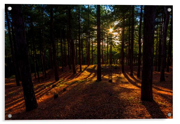 Formby Pinewoods Acrylic by Colin irwin