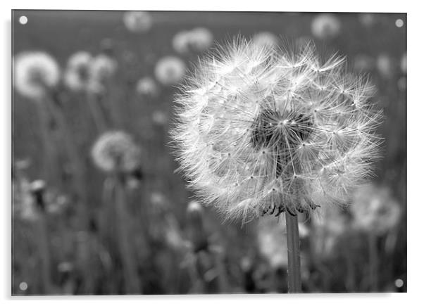 Black and White Dandelion Acrylic by Samantha Higgs