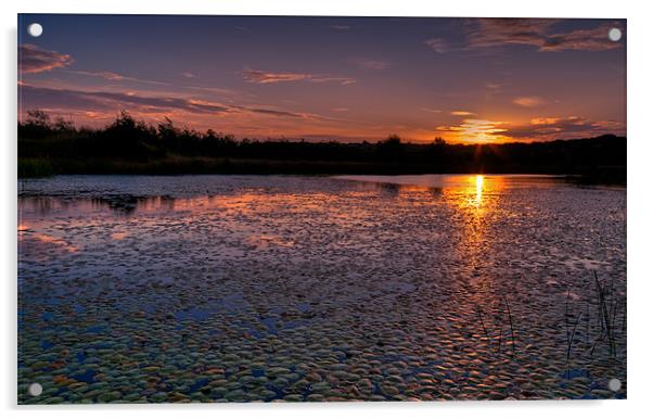 Sunrise over lily pond Acrylic by Orange FrameStudio