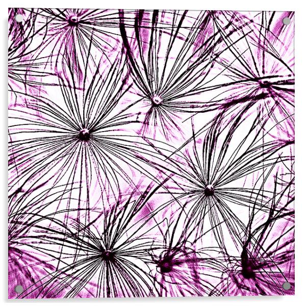 Dandelion Seedhead purple Acrylic by Rosanna Zavanaiu