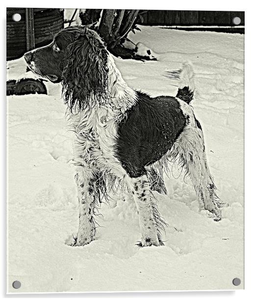 Springer spaniel Working dog. Acrylic by Rosanna Zavanaiu