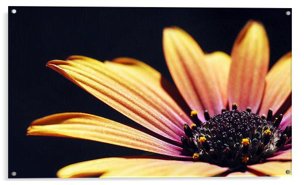 Osteospermum Sunshine Acrylic by Rosanna Zavanaiu