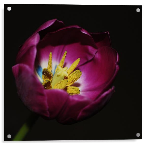 Tulip stigmas stamen &pollens Acrylic by Rosanna Zavanaiu