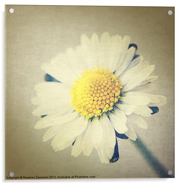 One single daisy. Acrylic by Rosanna Zavanaiu