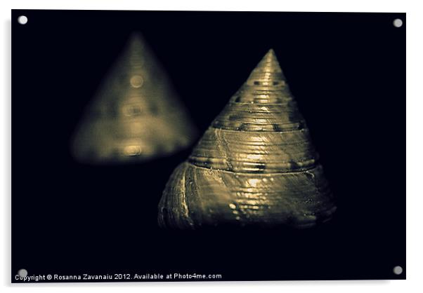 Two seashells.. Acrylic by Rosanna Zavanaiu