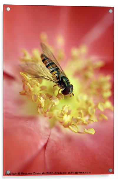 Bugs Flies & iInsects. Acrylic by Rosanna Zavanaiu
