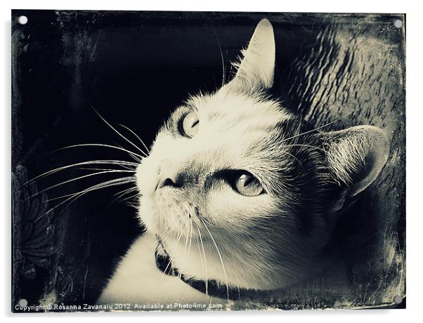 Cat portrait Black & White. Acrylic by Rosanna Zavanaiu