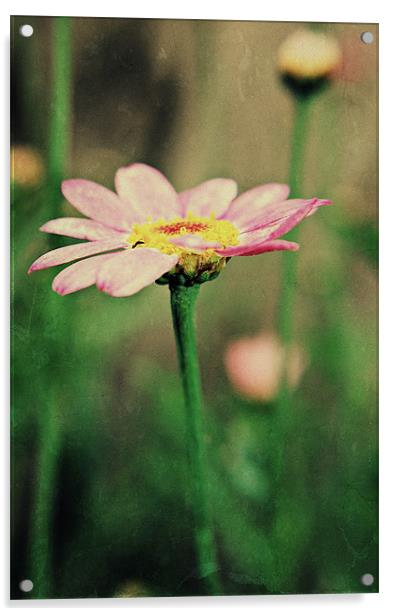 Textured Daisy. Acrylic by Rosanna Zavanaiu