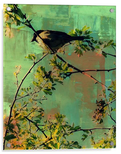Resting bird.. Acrylic by Rosanna Zavanaiu