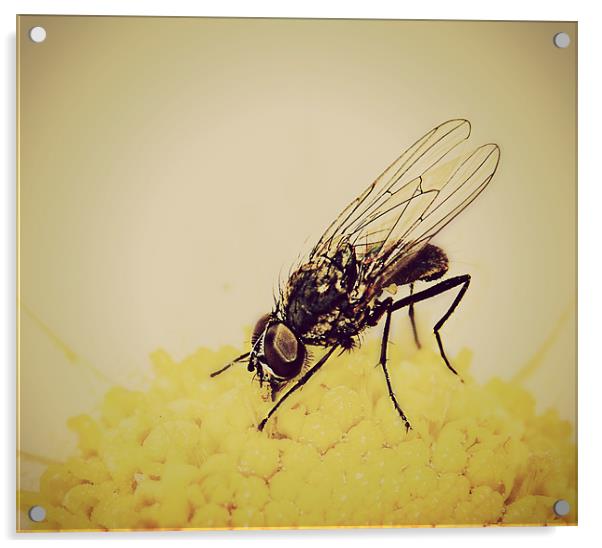 Bugs Life. Acrylic by Rosanna Zavanaiu