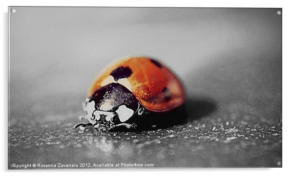 Ladybird black&white. Acrylic by Rosanna Zavanaiu
