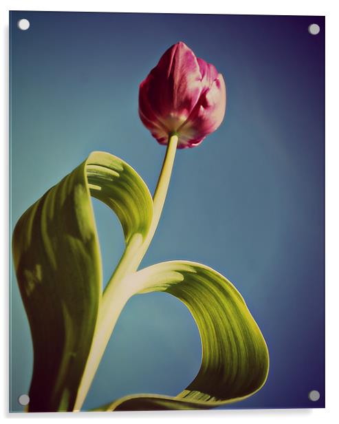 Pink Tulip 2. Acrylic by Rosanna Zavanaiu