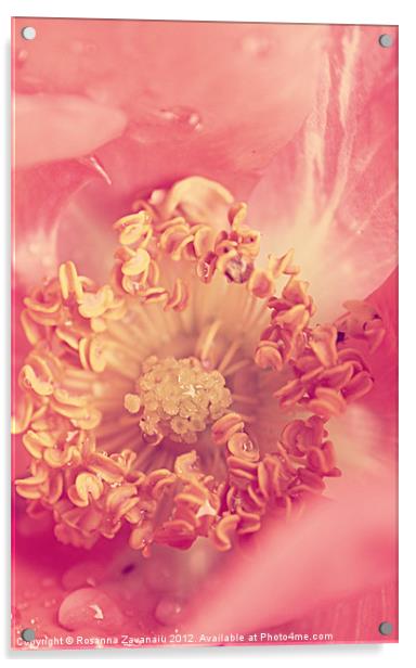 Coral Rose. Acrylic by Rosanna Zavanaiu