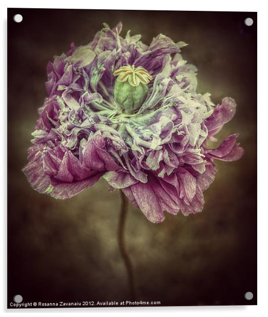 Poppy Floral. Acrylic by Rosanna Zavanaiu